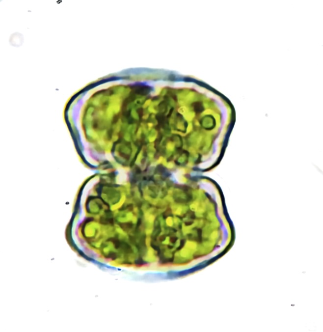 Staurastrum groenbladii